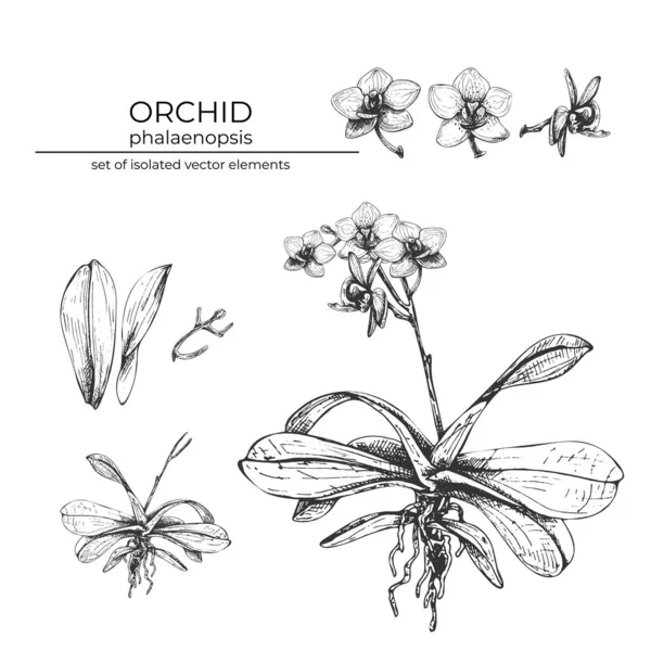 151 Falanopsis Orkide Orkide Çiçeklerinin Gerçekçi Vektör Illüstrasyonu Pedallar Yapraklar — Stok Vektör