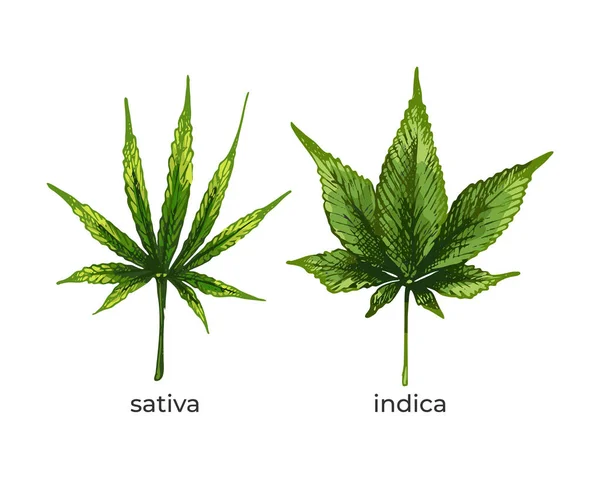 140_Cannabis Sativa Indica Cannabis Leaf Icon Cannabis Sativa Indica Isolate — ストックベクタ