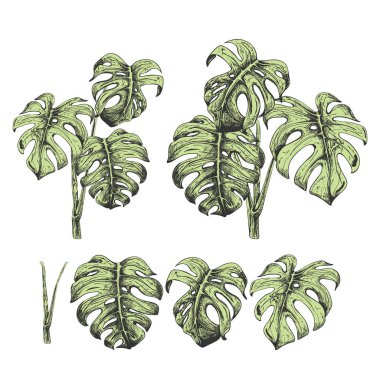 105 _ Monstera deliciosa deliciosa, set, grafik vektör illüstrasyonu beyaz arka plan, siyah çizgi, botanik, renkli bir tropikal bitkinin