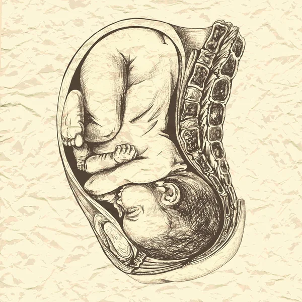 121 Anatomisk Ritning Ett Barn Livmodern Anatomisk Ritning Ett Barn — Stock vektor