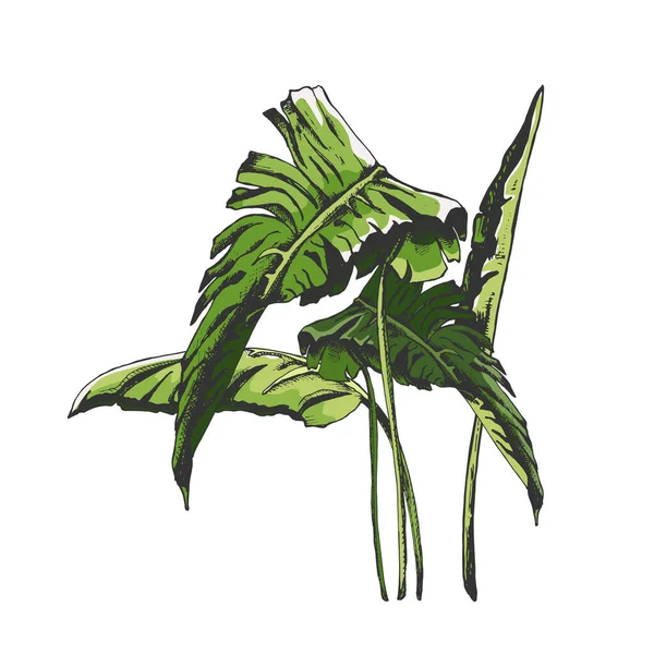 103_Tropical Leaves Banana Leaves Tropical Leaves Palm Set Graphic Vector — ストックベクタ