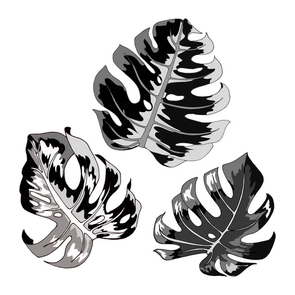 Monstera Feuilles Monstera Feuilles Noir Blanc Silhouette Dessin Main Gabarit — Image vectorielle