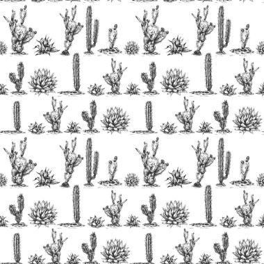 27 _ mavi agave grafik mavi agave, tekila ana bileşeni, çizim, vektör illüstrasyonu, agave kaktüsü çizimi, yan görünüm, pürüzsüz desen