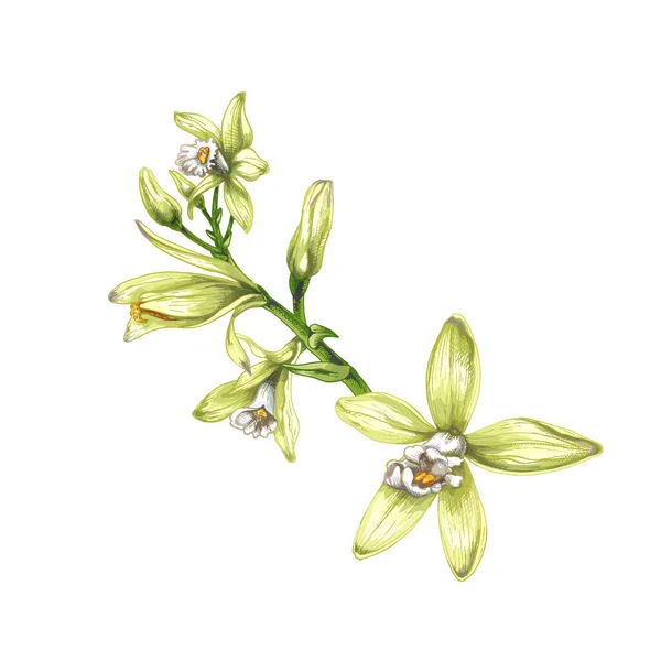 Vanille Orchidée Branche Vanille Gros Plan Sur Fond Blanc Fleur — Image vectorielle