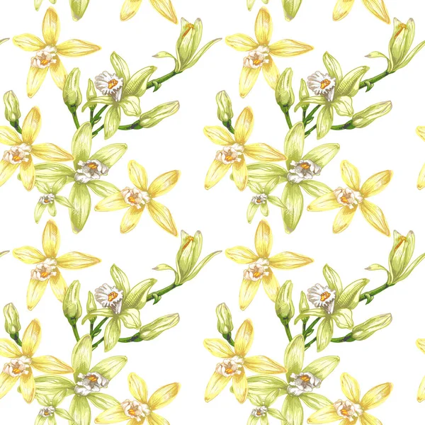 48_Vanilla Botanical Illustration Vanilla Orchid Realistic Drawing Sweet Fragrant Fresh — Vetor de Stock