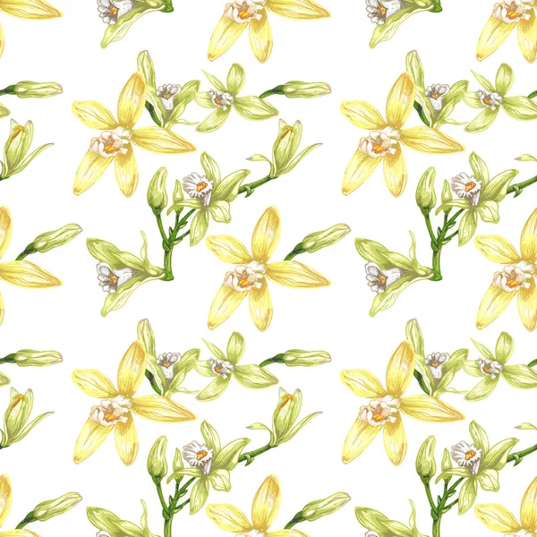 44_Vanilla Botanical Illustration Vanilla Orchidrealistic Drawing Sweet Fragrant Fresh Vanilla — Vetor de Stock