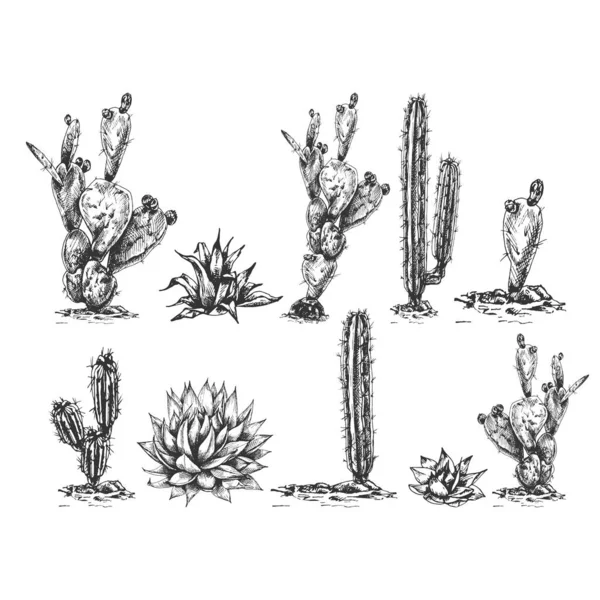 25_Blue Agave Graphic Illustration Set Different Cacti Blue Agave Main — Vettoriale Stock