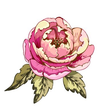 6 _ şakayık, çiçek şakayığı, çiçek açan illüstrasyon çiçek, renkli vektör çiçek tasarım elementi kartpostal, dekor, yapraklı münzevi şakayık çiçeği