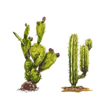 2 _ Çöl Kaktüsü seti, kum, el çizimi vektör illüstrasyonu, grafikler, el çizimi, renkli