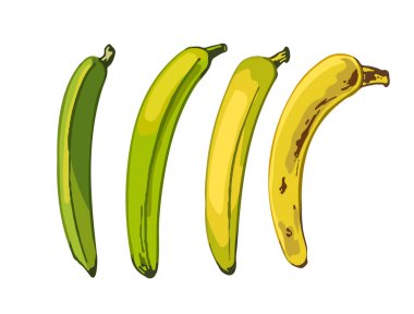 662_banana banana, a set of fruits of different maturity on a white background