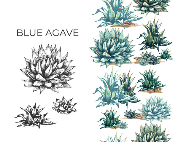 19_Blue Agave Graphic Colored Blue Agave Main Ingredient Tequila Sketch — Stok Vektör