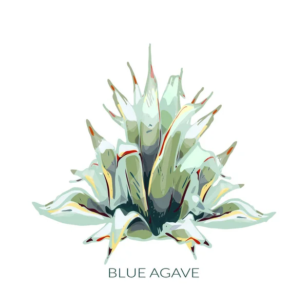 16_Blue Agave Graphic Colored Blue Agave Main Ingredient Tequila Sketch — Archivo Imágenes Vectoriales