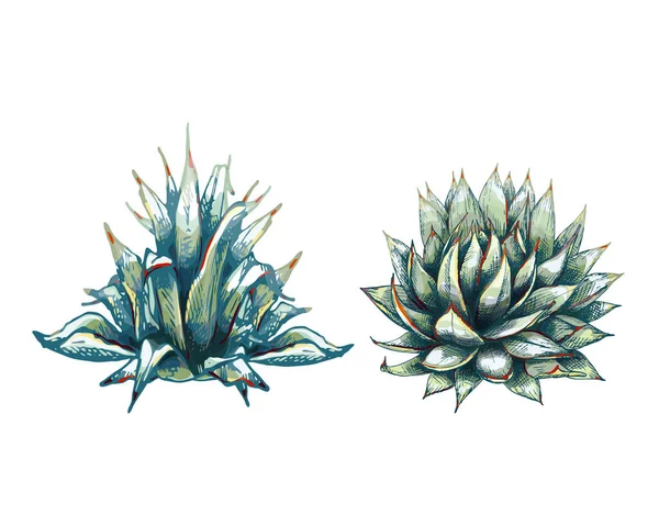 Голубой Агавы Графического Цвета Два Агавы Растений Основной Ингредиент Текилы — стоковый вектор