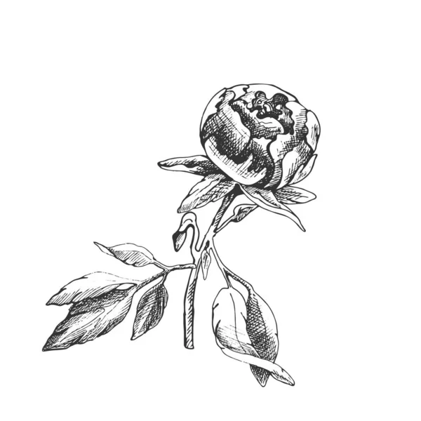 Pivoines Doublure Conception Botanique Pivoine Florale Bourgeon Feuilles Dessin Linéaire — Image vectorielle