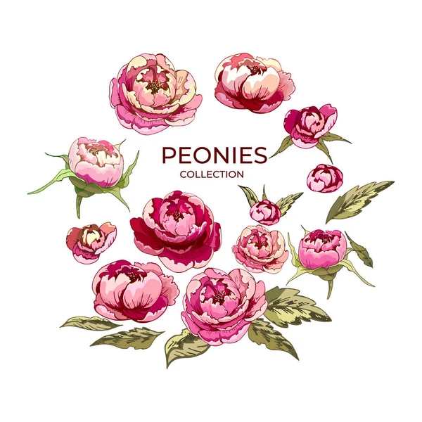 Pivoines Fleurs Rose Pivoine Ensemble Fleurs Bourgeons Pivoine Illustrations Détaillées — Image vectorielle