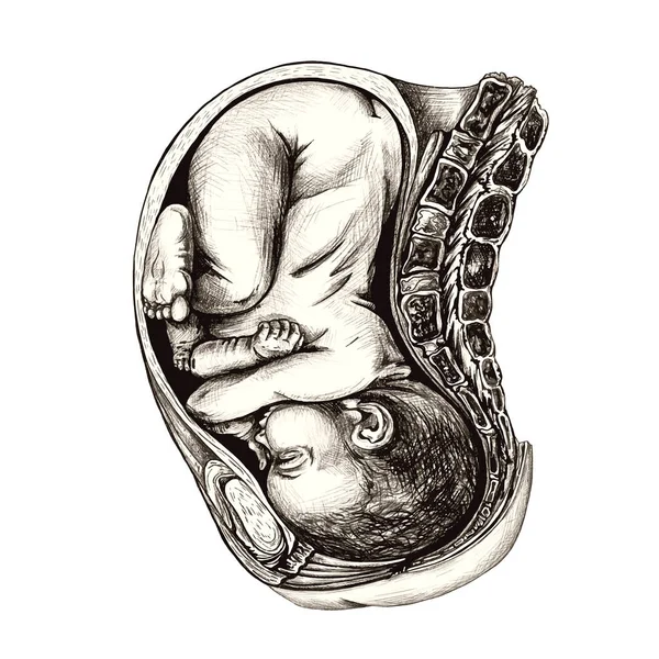 4_anatomical drawing of a baby in the womb baby in the womb, detailed anatomical drawing, linear drawing on white background, black and white