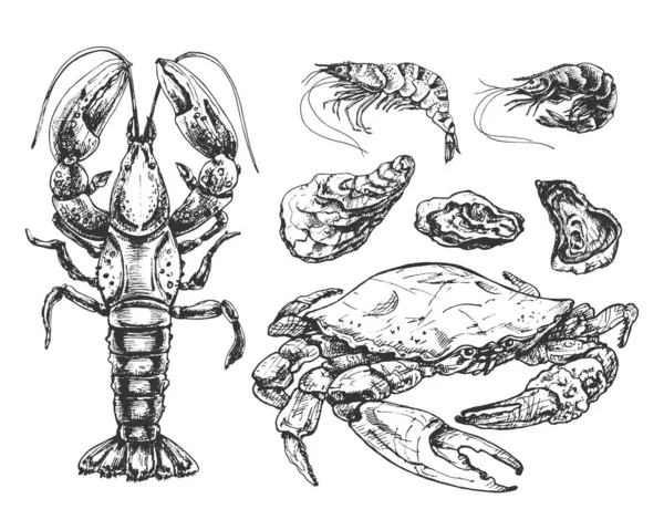 669 _ ıstakoz _ yengeç _ istiridye _ yengeç, ıstakoz, üç istiridye, iki karides, deniz ürünleri grafik çizim seti, gerçekçi çizim