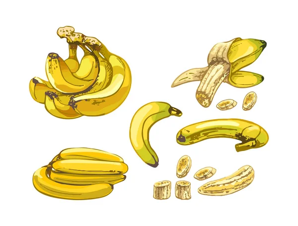 665_Banana Bananas Bunch Ripe Fruits White Background Different Angles Whole — стоковый вектор