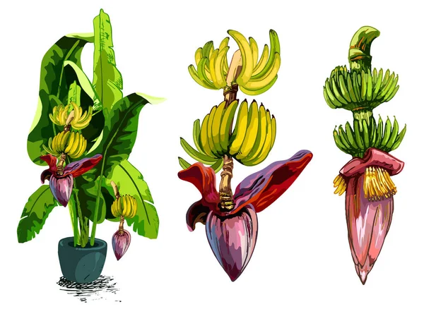 661 Banana Ботаническая Красочная Иллюстрация Бананового Растения Цветка Листьев Плодов — стоковый вектор