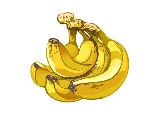 663_banana bananas, a bunch of ripe fruits on a white background