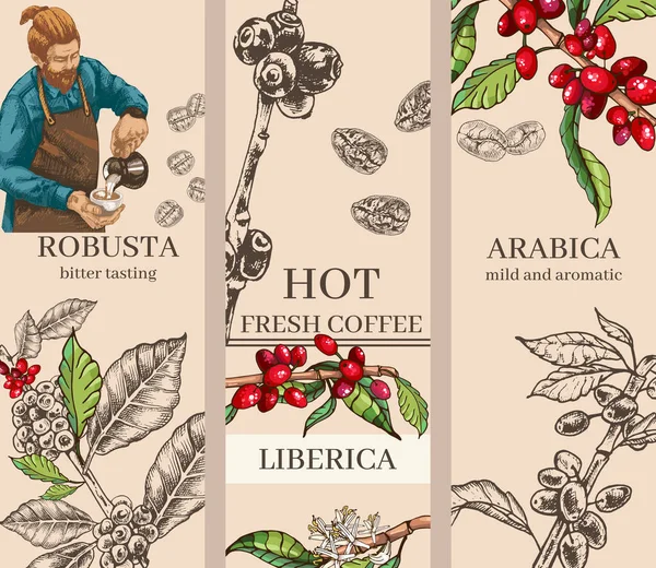 658_coffee, arabica, robusta, liberica set of botanical illustrations coffee, plant, grains, flowers, leaves, branches, black outline, engraving, hand drawing, cafe menu design, variety, delicacy, arabica, robusta, liberica,