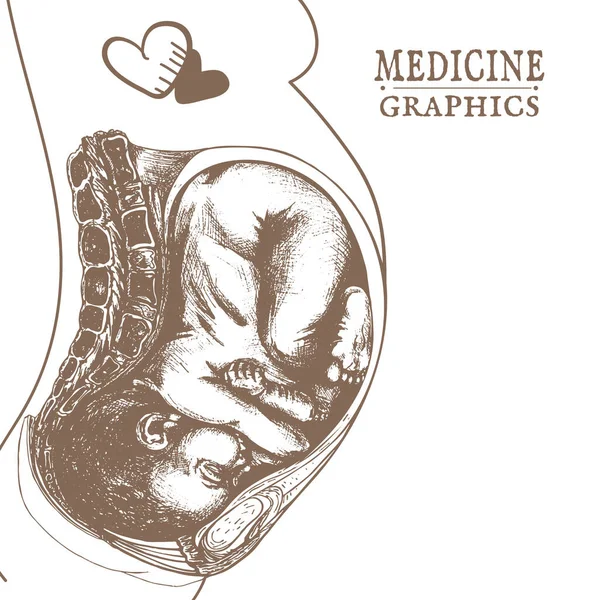 652_anatomical drawing of a baby in the womb baby in the womb, detailed anatomical drawing, line art, old paper, poppy flower