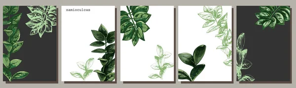 648_Zamioculcas Zamioculcas Graphic Drawing Set Leaves Exotic Plant White Background — Archivo Imágenes Vectoriales