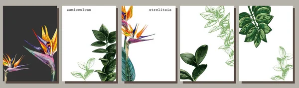 649_Zamioculcas_Strelitzia Zamioculcas Strelitzia Graphic Drawing Set Leaves Exotic Plant White — стоковый вектор