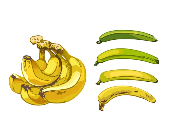 692 Banane Banane Ensemble Fruits Maturité Différente Sur Fond Blanc — Image vectorielle