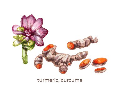 Beyaz arkaplanda 612 _ zerdeçal, sokağa çıkma yasağı zerdeçal, çiçek, kök, baharat botanik resimleme