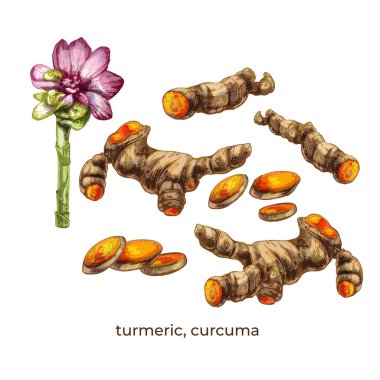 Beyaz arkaplanda 611 _ zerdeçal, sokağa çıkma yasağı zerdeçal, çiçek, kök, baharat botanik resimleme