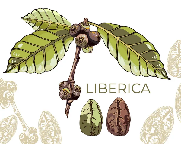 560_Coffee Liberica Graphics_Coffee Robusta Graphics Liberica Coffee Plant Leaves Berries —  Vetores de Stock