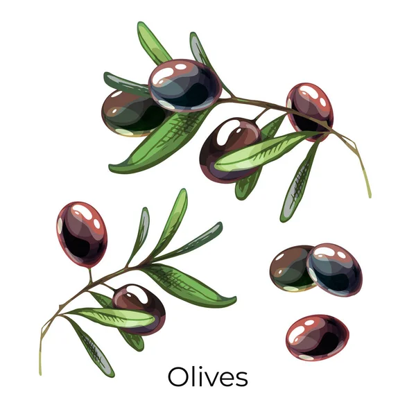 552 Оливковая Веточка Оливки Растения Фрукты Белом Фоне — стоковый вектор
