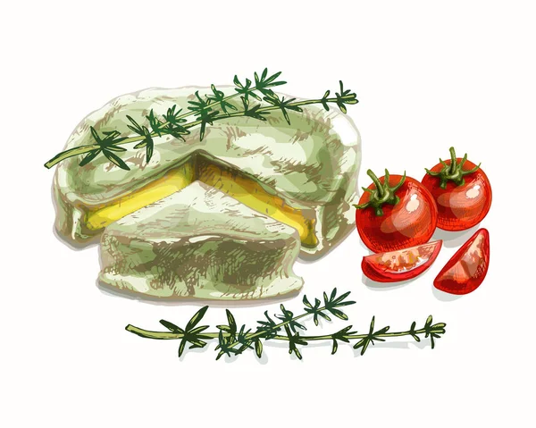 554_Cheese Different Varieties Green Thyme Cheese Red Cherry Tomatoes Vector — Stok Vektör