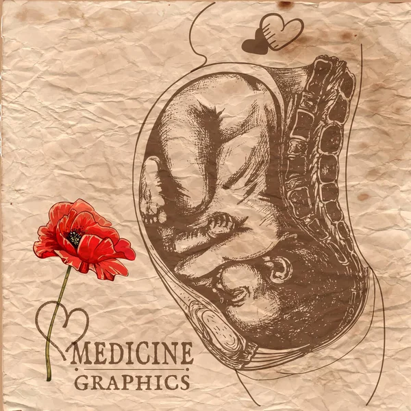 541_anatomical drawing of a baby in the womb_texture, old paper, coffee color baby in the womb, detailed anatomical drawing, line art, old paper, poppy flower