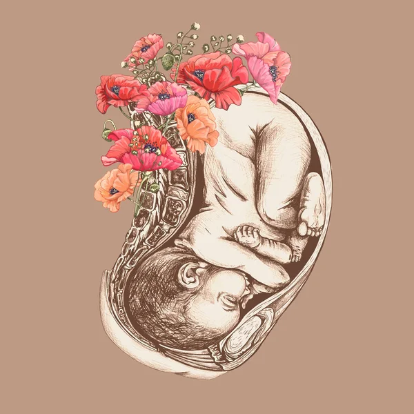 539_Anatomical Drawing Baby Womb_Poppies Flowers Baby Uterus Anatomical Drawing Flowers — стоковый вектор