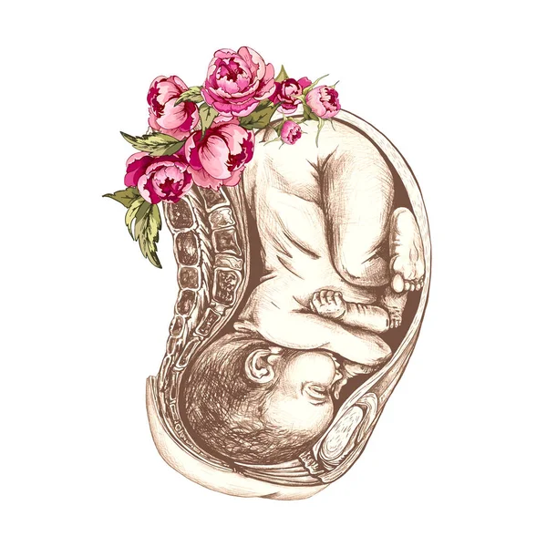 540_Anatomical Drawing Baby Womb_Peonies Liner Baby Uterus Detailed Anatomical Drawing — стоковый вектор