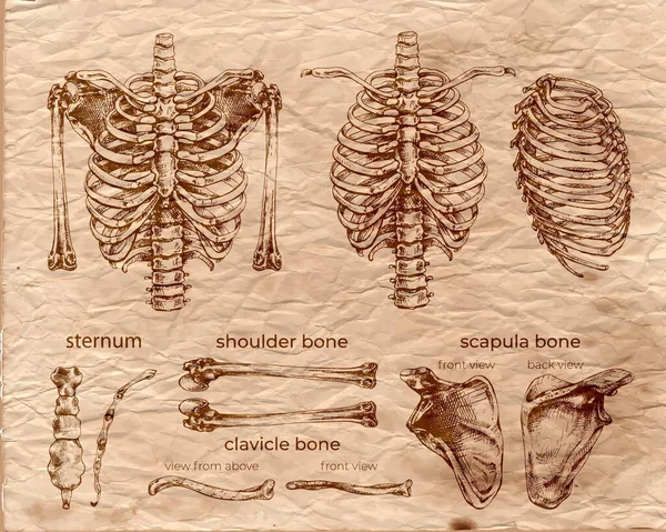 543 Human Ribcage Bones Set Texture Old Paper Coffee Color — Image vectorielle