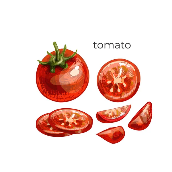 512_Tomato Tomato Whole Slices Sketch Set Element Freehand Drawing Color — Vetor de Stock
