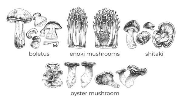 516_Boletus_Shitaki_Enki Mushrooms_Oyster Mushroom Boletus Shitaki Enki Oyster Set Graphic Images — Stock vektor