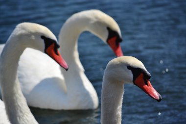 Bugünün cevaplarını rüyalarım.
