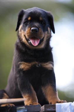 Rottweiler yavru köpek
