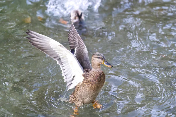 Pato Mallard Voando Sobre Lago Outono — Fotografia de Stock