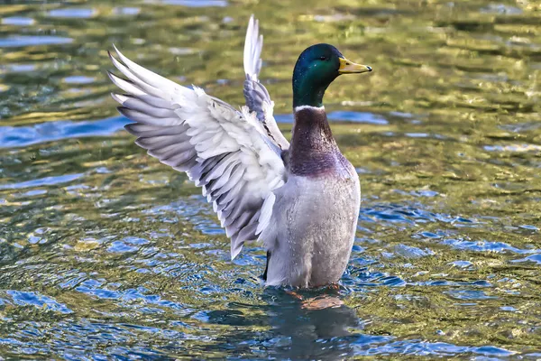Mallard Duck Volando Aterrizando Sobre Lago Otoño —  Fotos de Stock