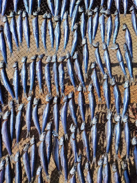 Peixes Que Secam Sol Põem Prateleira Nazare Portugal — Fotografia de Stock