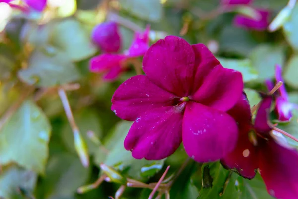 インパシエンスWaleriana Fook 自然の中で忙しいリジーピンクの花 — ストック写真