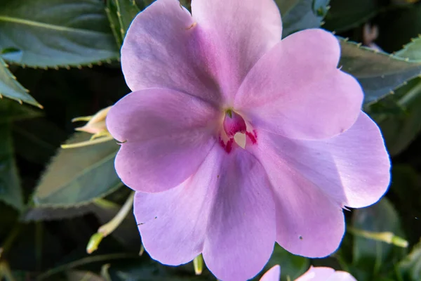 Іматієнс Валлеріана Хук Світло Фіолетова Квітка Саду — стокове фото