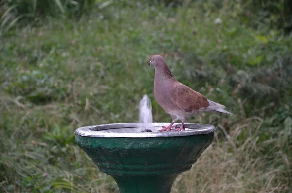 Oiseau eau potable — Photo