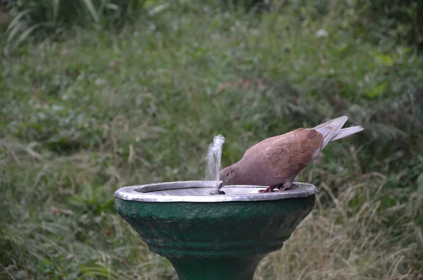 Bird drinking water — Stock Photo, Image