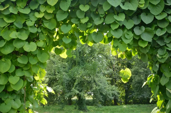 Groene archway in een tuin. — Stockfoto